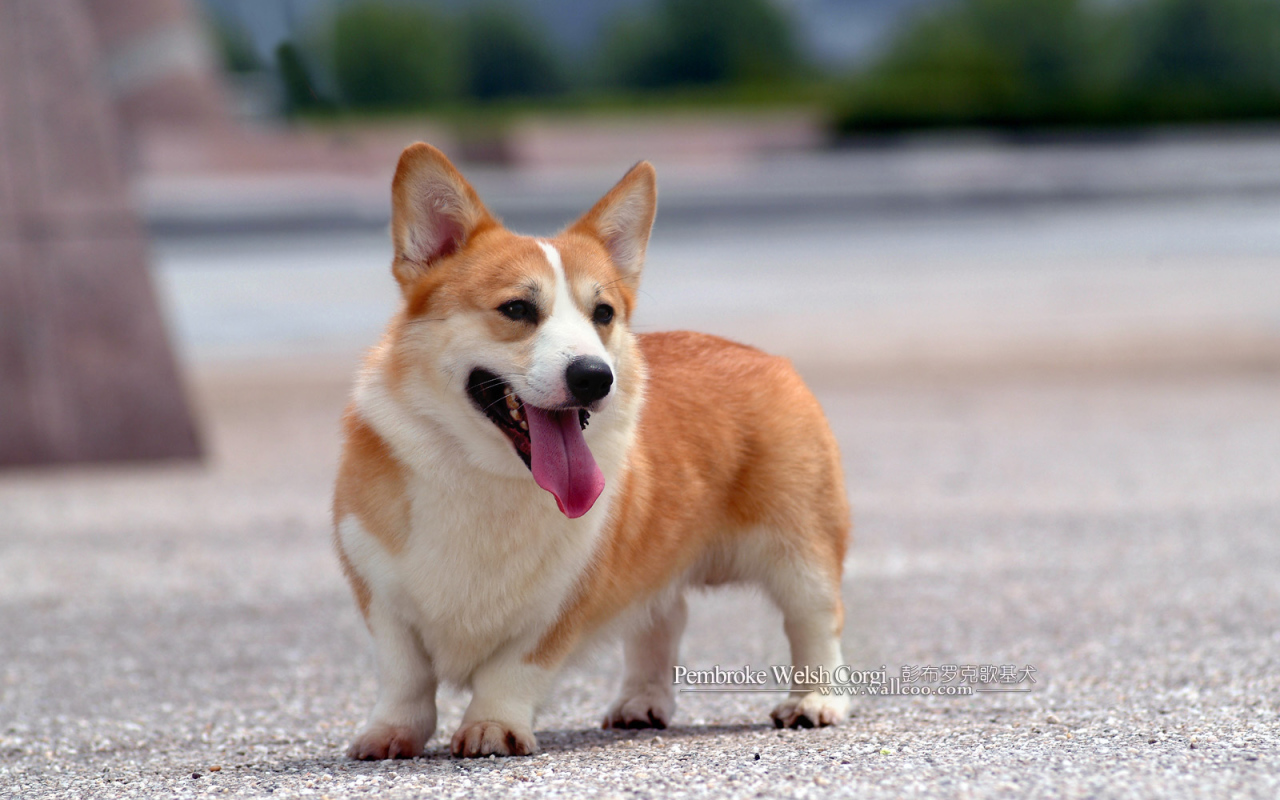 Собака вельш-корги на асфальте