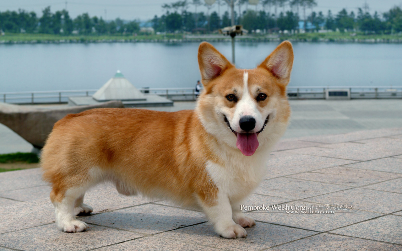 Пес вельш-корги показывает язык