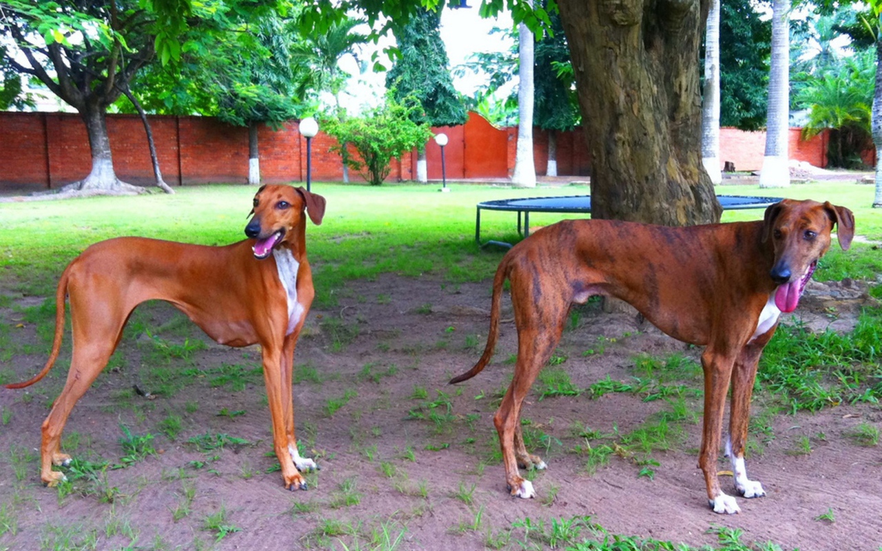 Пара собак азавак