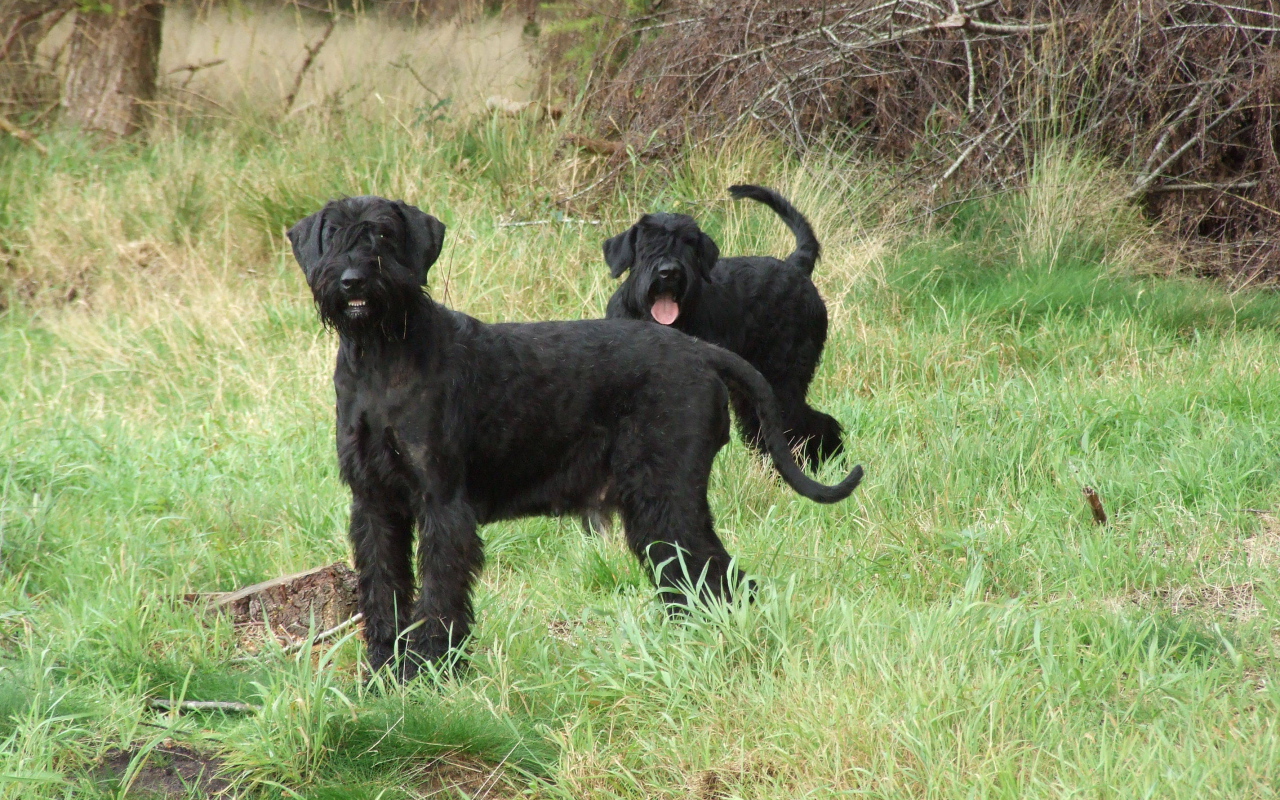 Пара шнауцеров на прогулке
