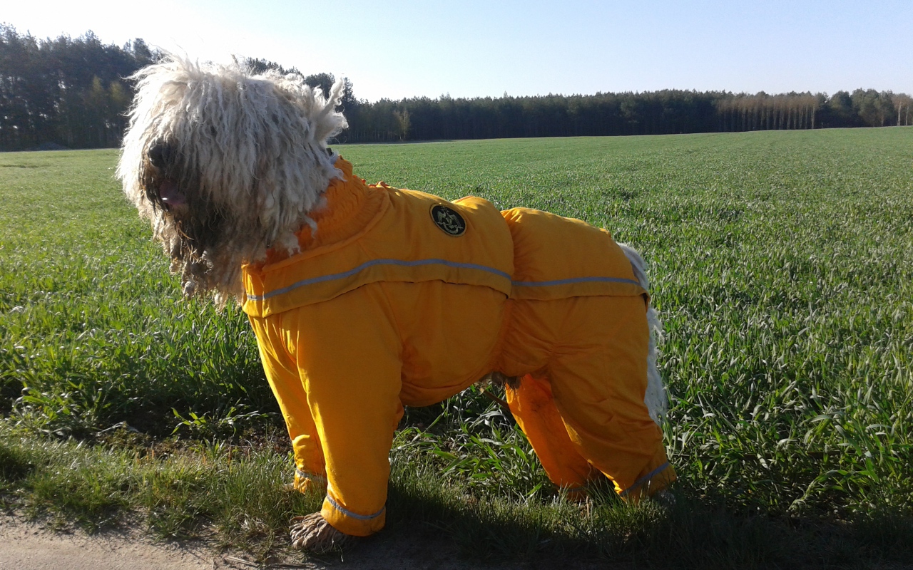 Комбинезон для комондора