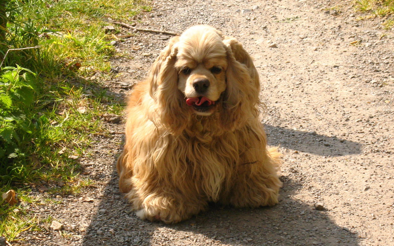 Милый американский кокер спаниель на дорожке