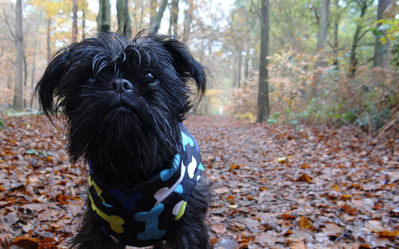 Симпатичный комбинезон аффенпинчера