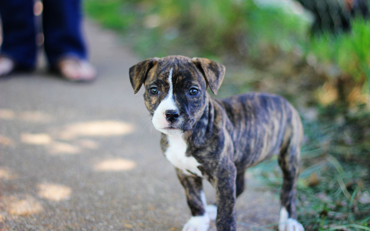 Милый щенок питбуля
