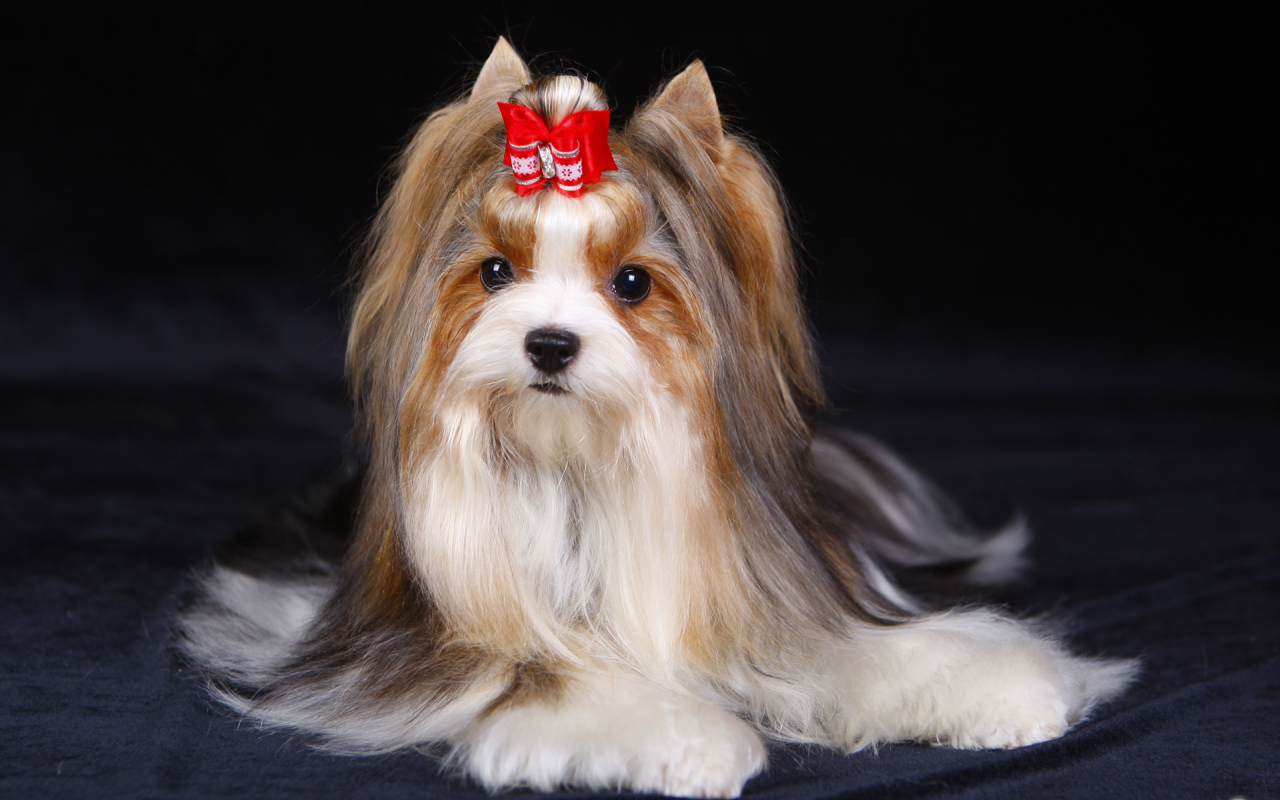 Милашка бивер йорк