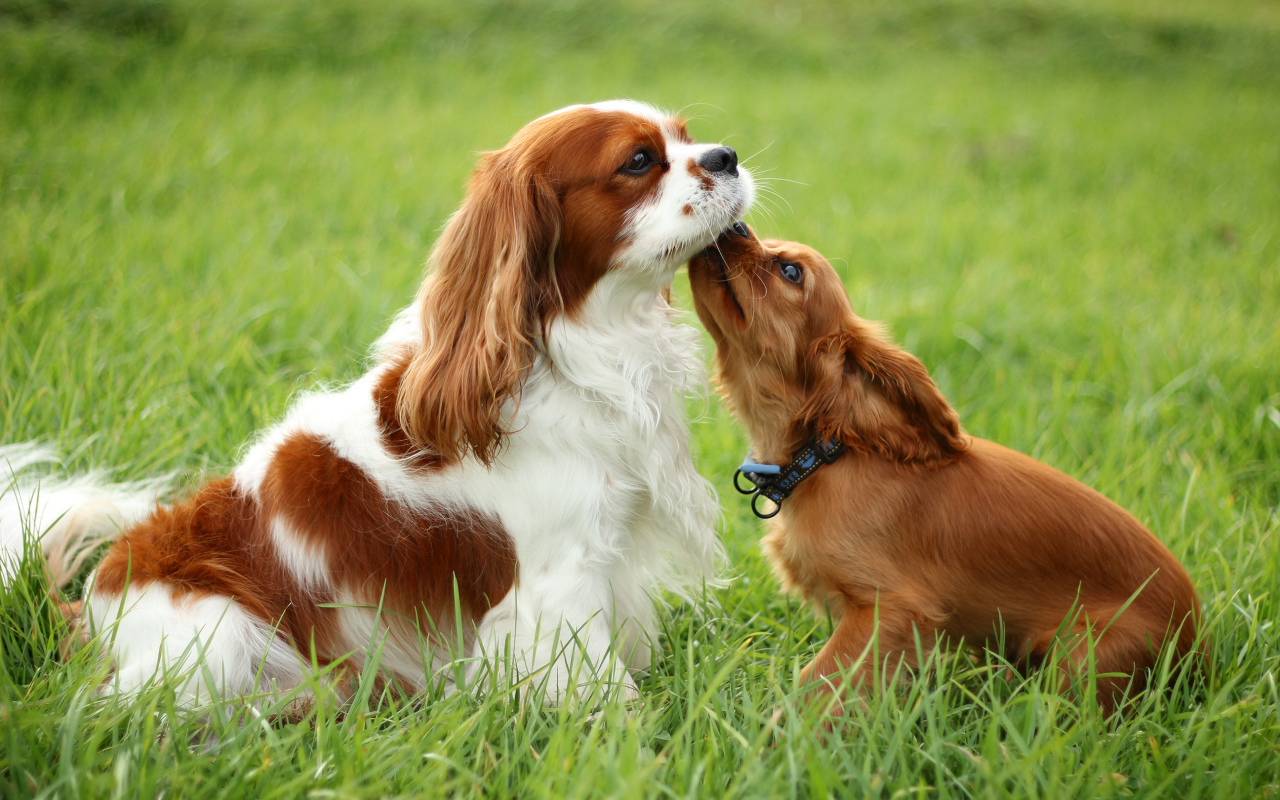 Милашки кавалер кинг чарльз спаниели