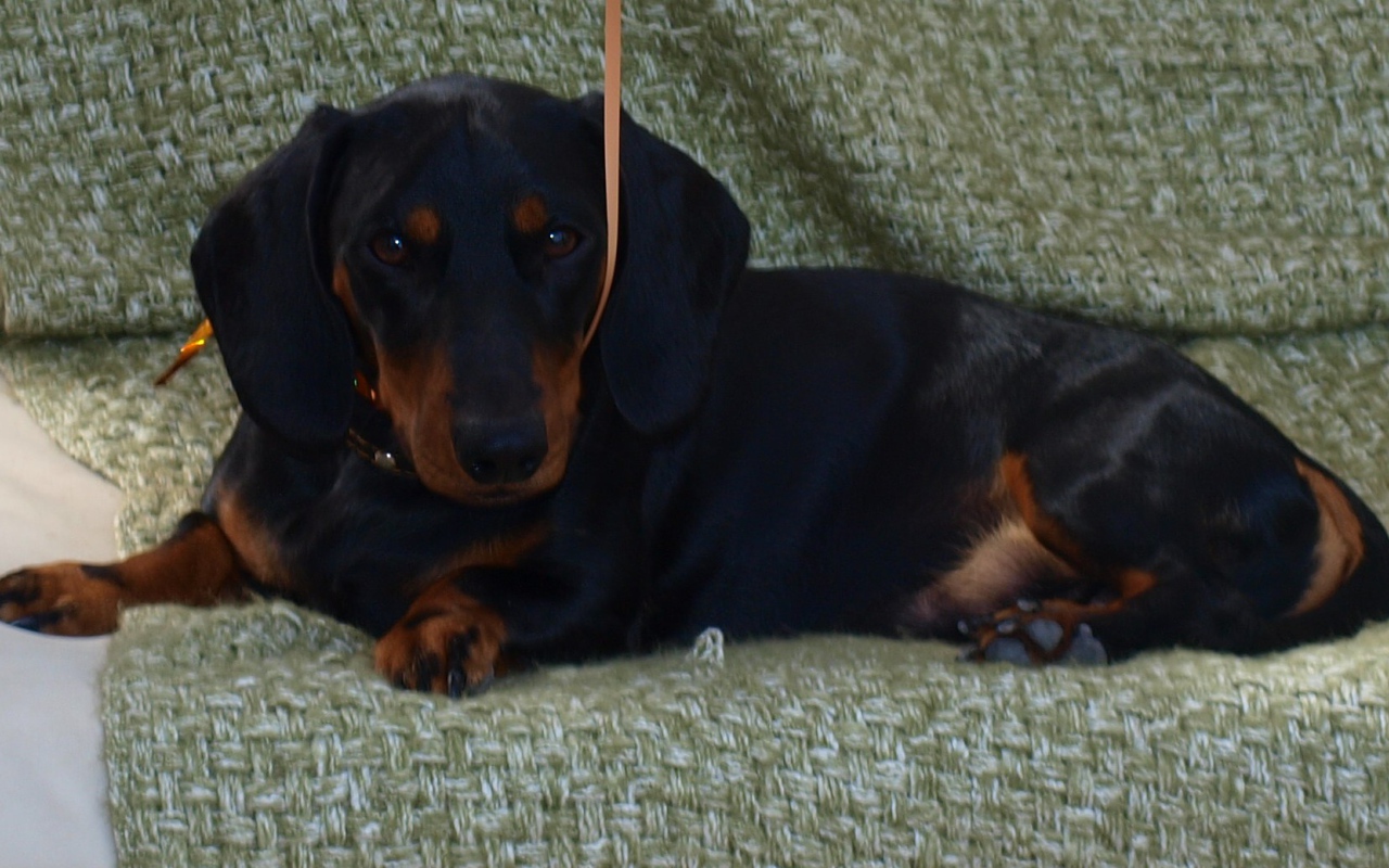 Собака такса на диване