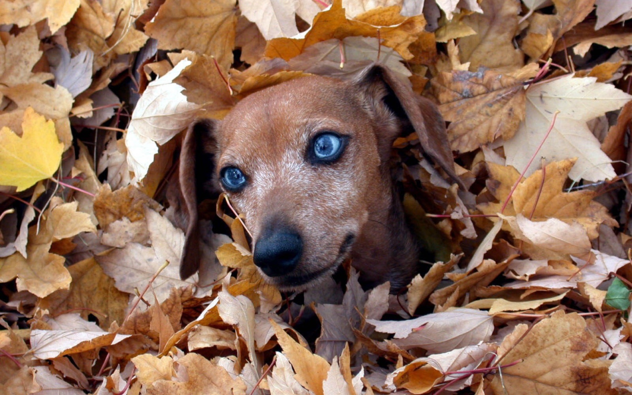 Такса в листве