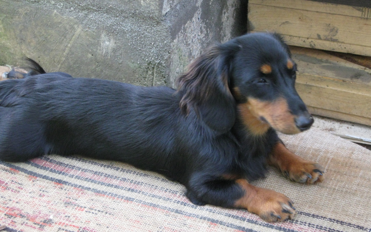 Такса лежит на подстилке