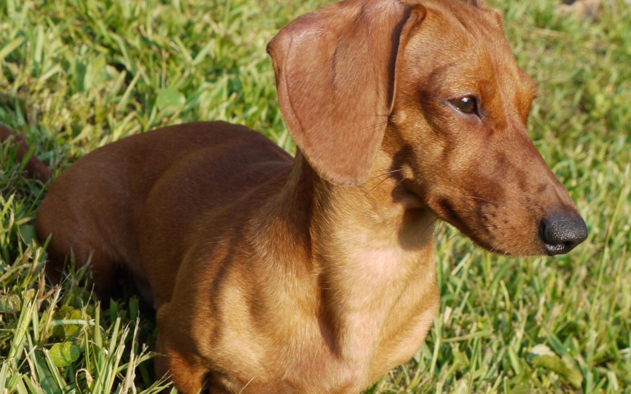 Такса на лугу