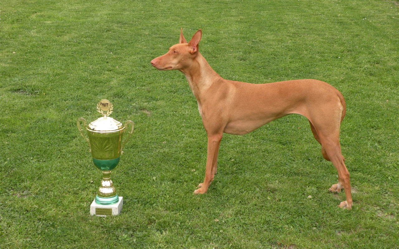 Заслуженная награда фараоновой собаки