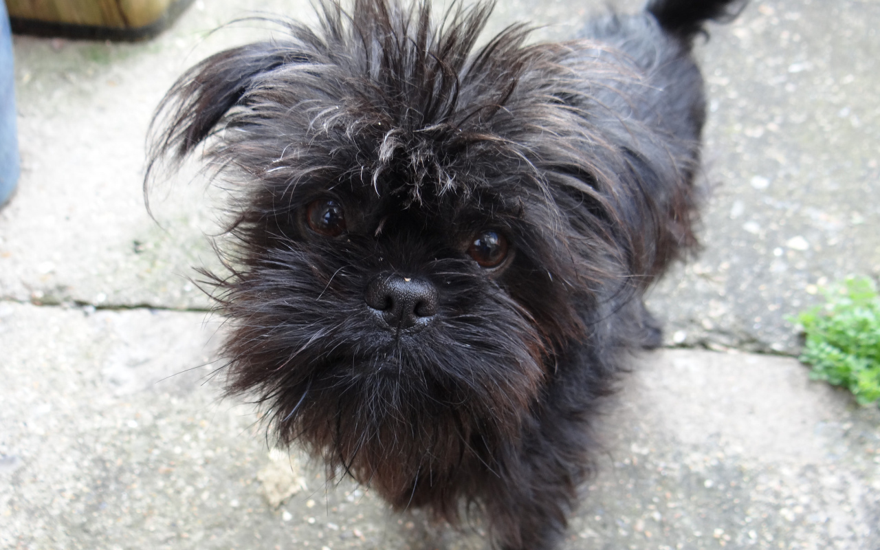 Преданный взгляд аффенпинчера