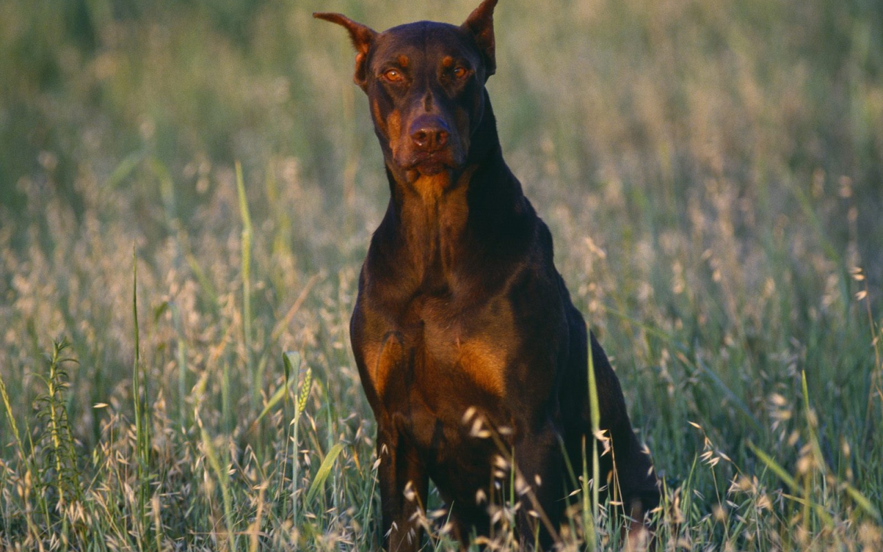 Доберман среди полевой травы