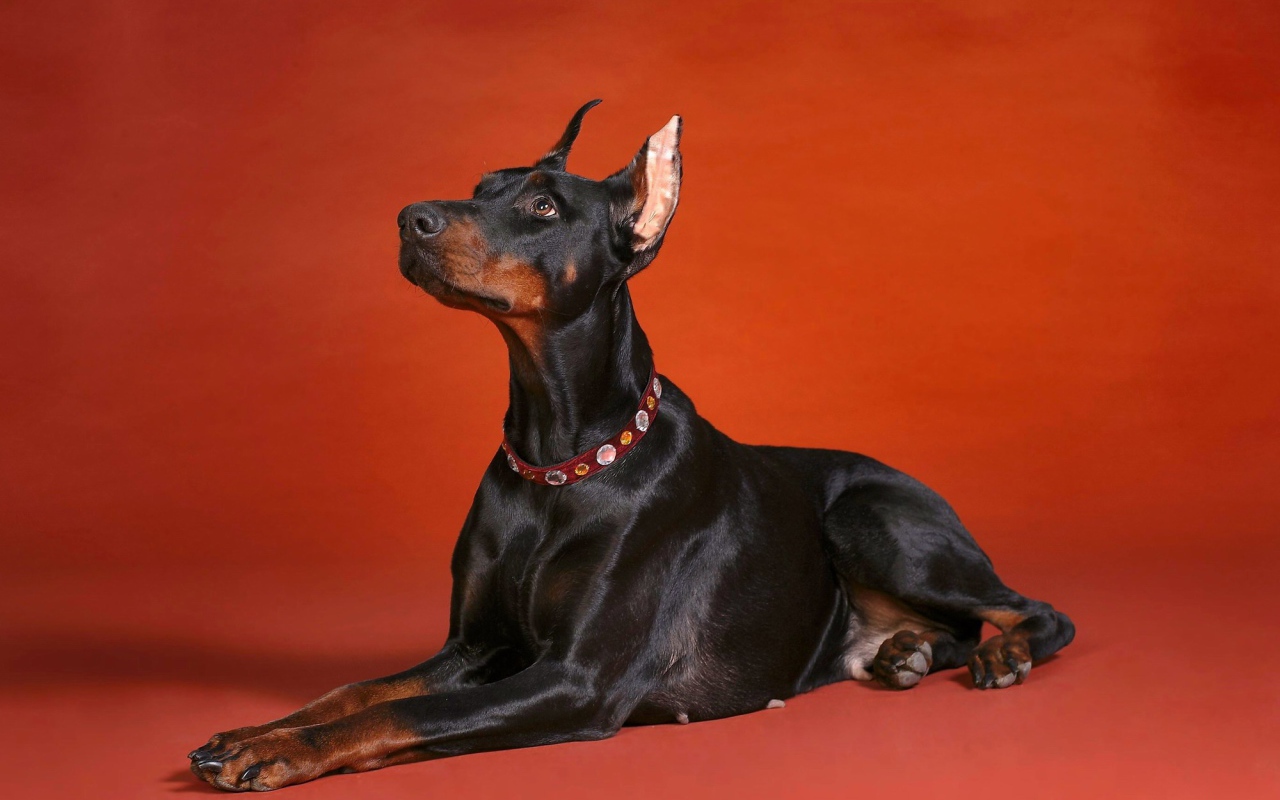 Доберман смотрит вверх