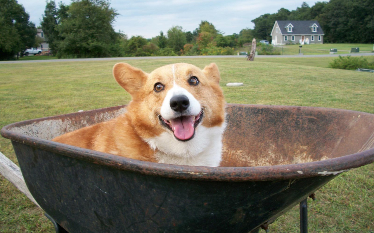 Собака вельш-корги в тачке