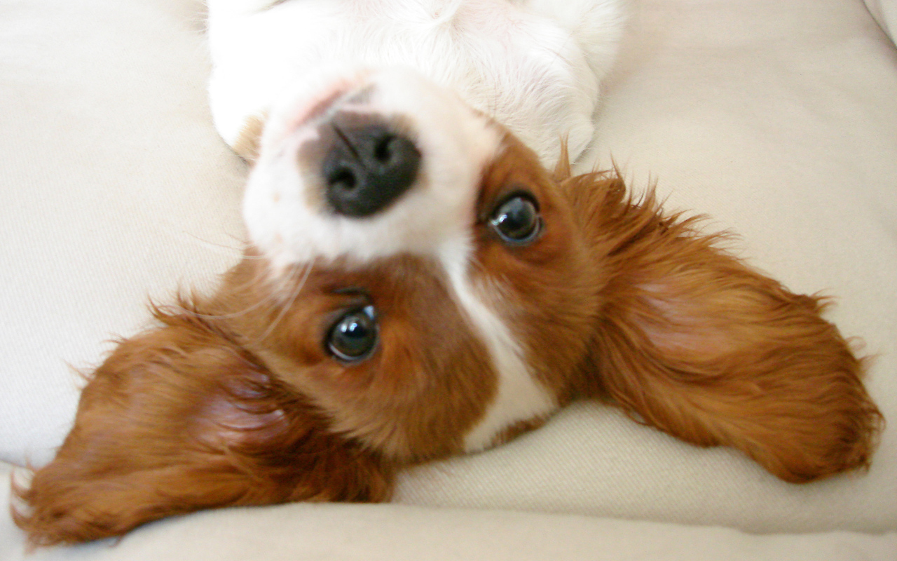 Ушастый кавалер кинг чарльз спаниель