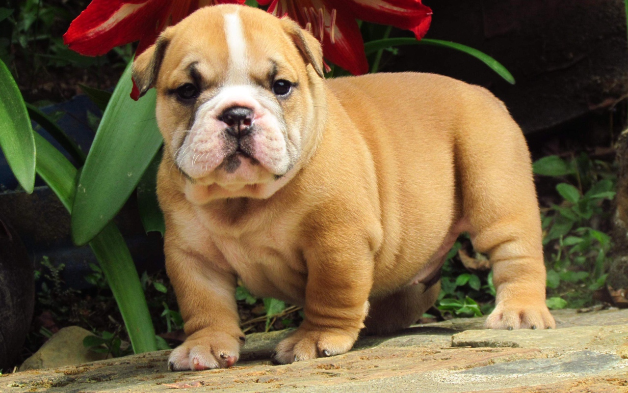 Английский бульдог под цветком