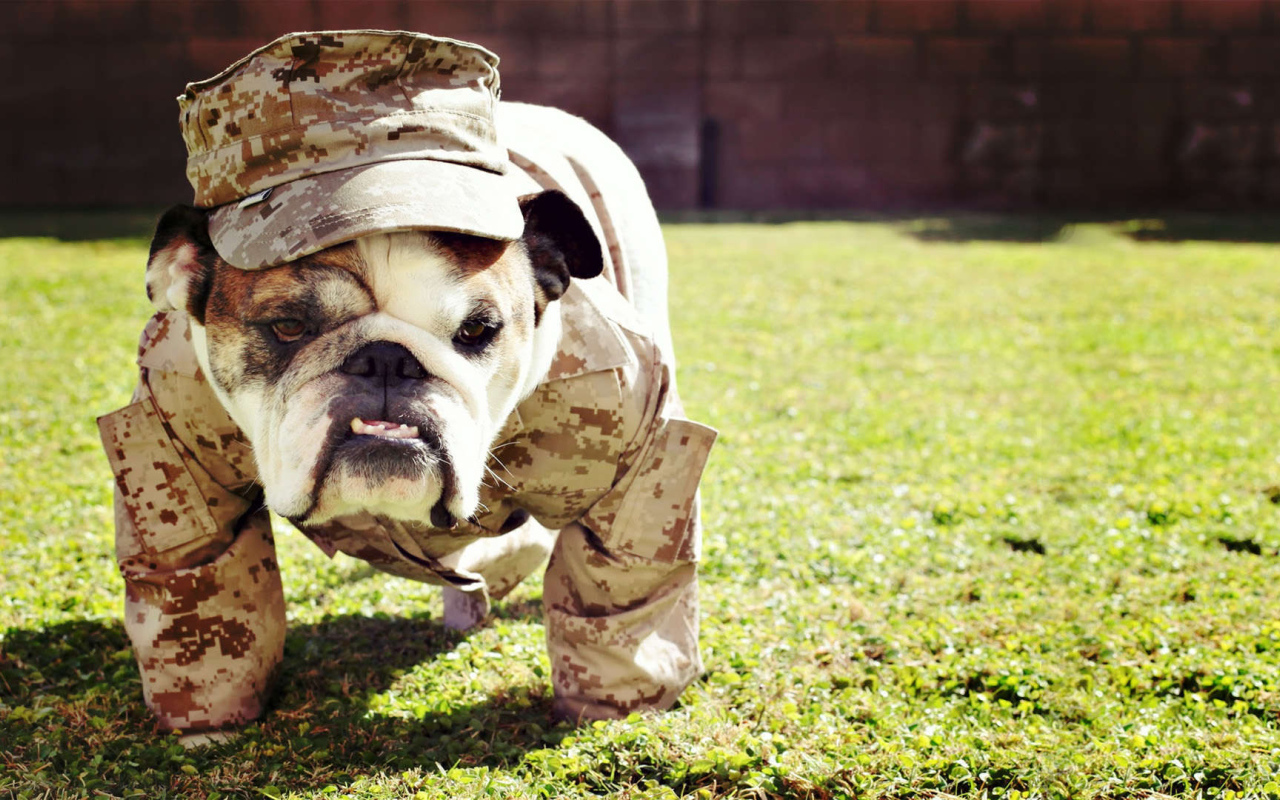 Английский бульдог в военной форме