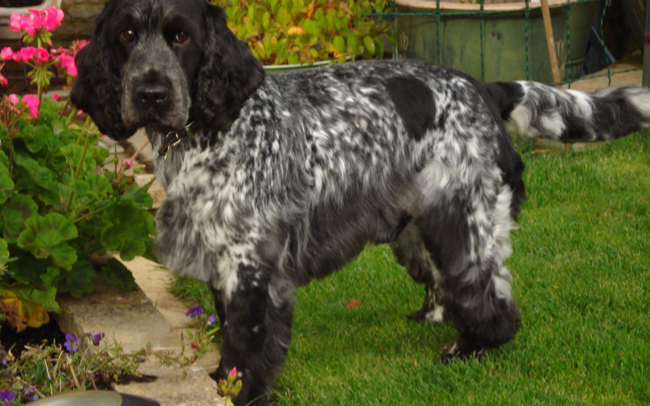 Английский кокер спаниель в саду