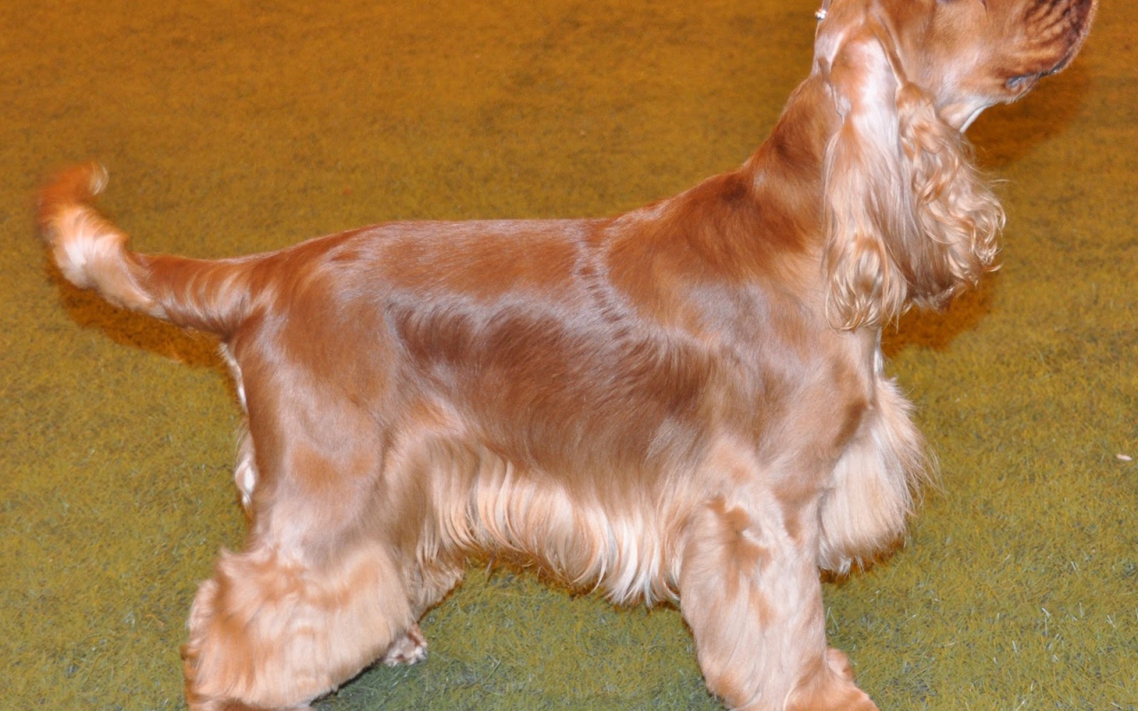 Английский кокер спаниель смотрит на хозяина