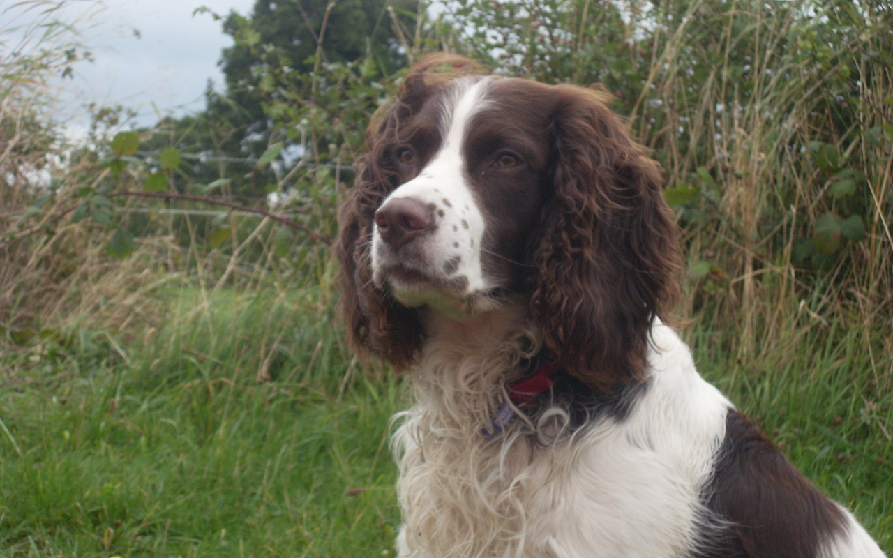 Английский спрингер спаниель на охоте