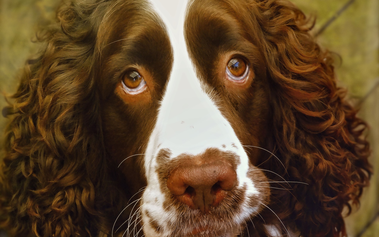 Доверчивый английский стрингер спаниель