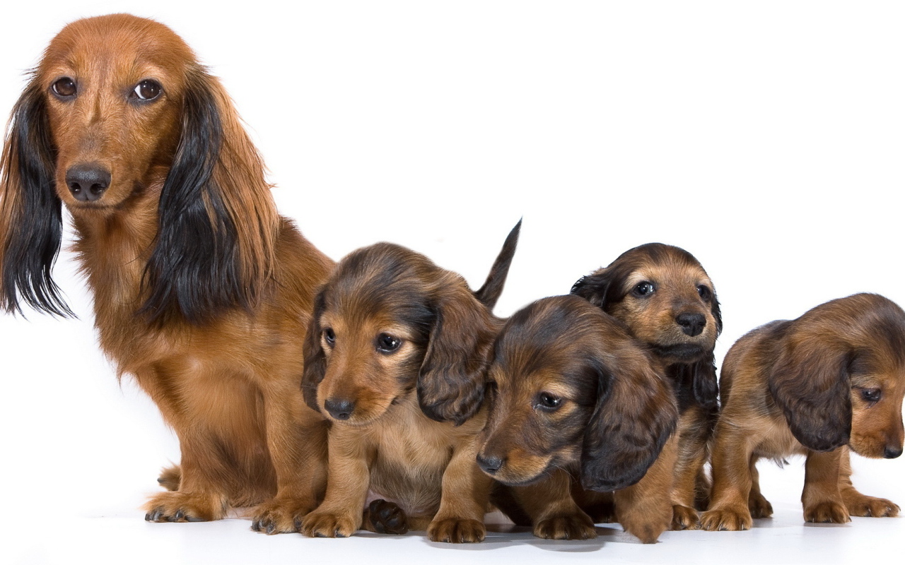 Семья собак такс