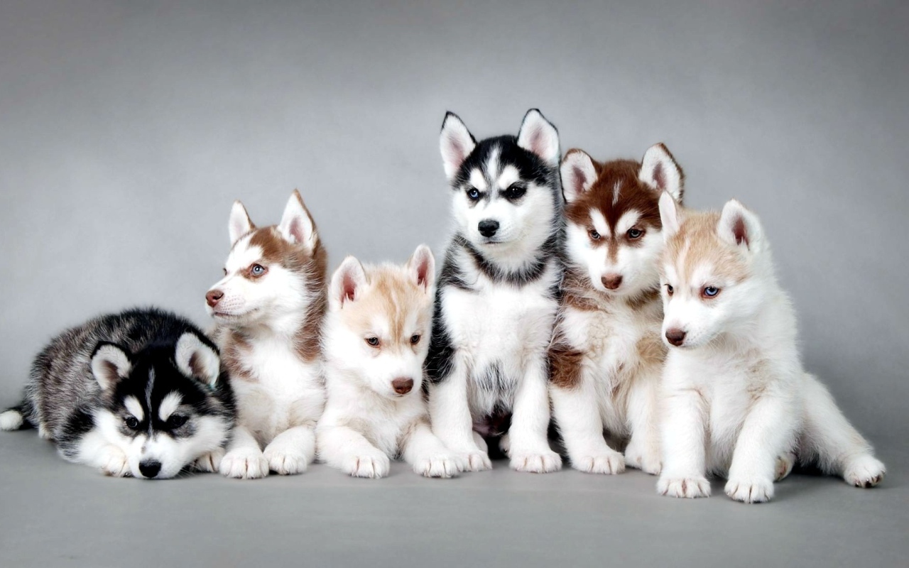 Семья щенков лайки