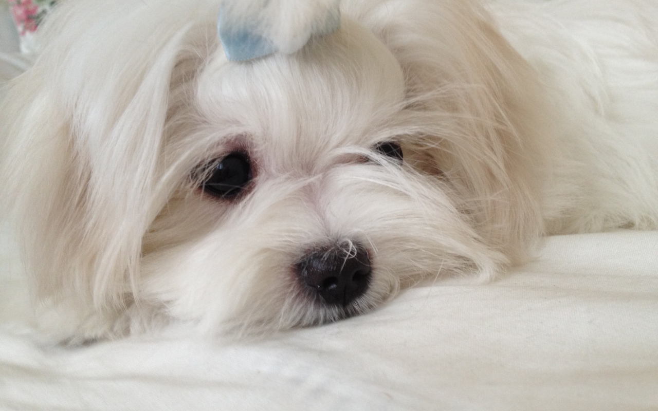 Пушистая болонка отдыхает