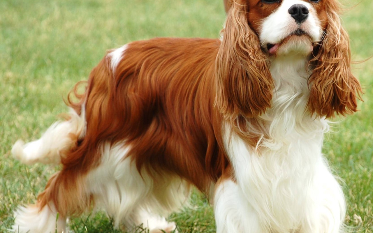 Пушистый спаниель на пирогулке