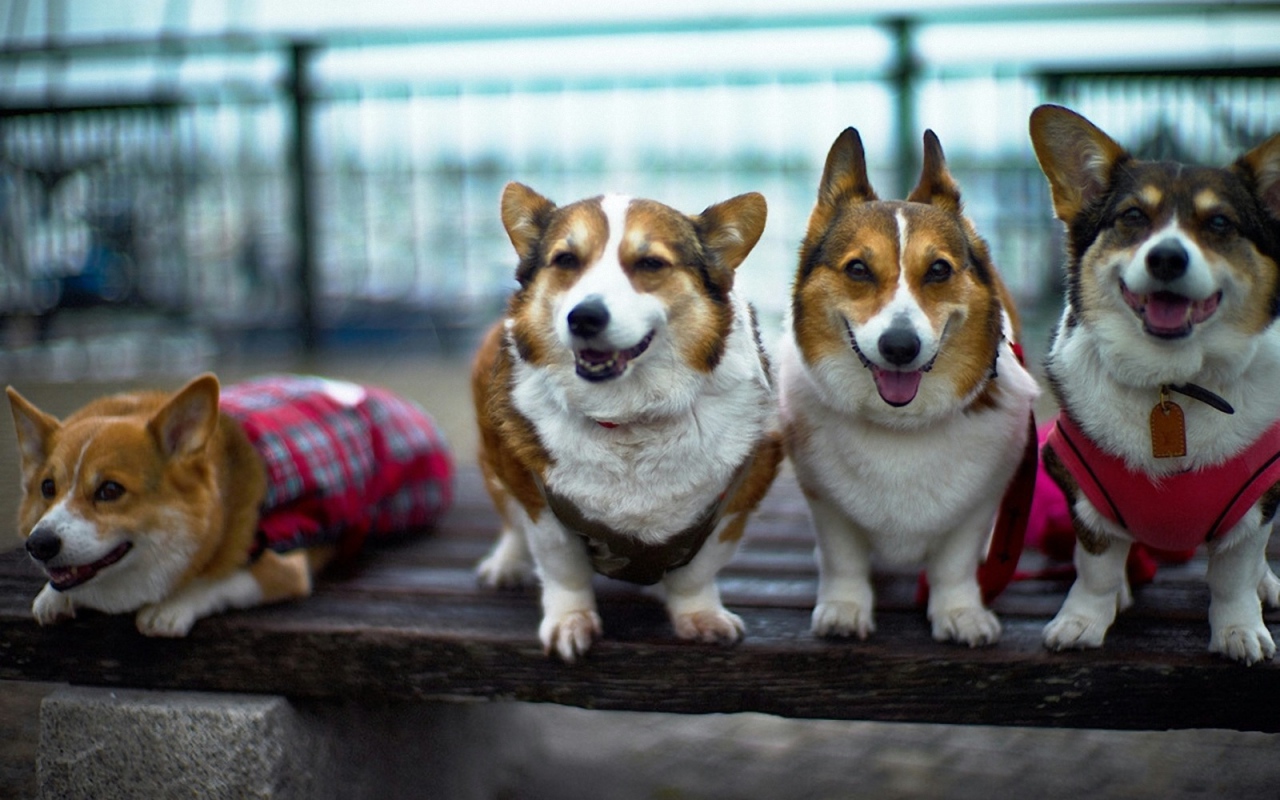 Четыре друга вельш-корги