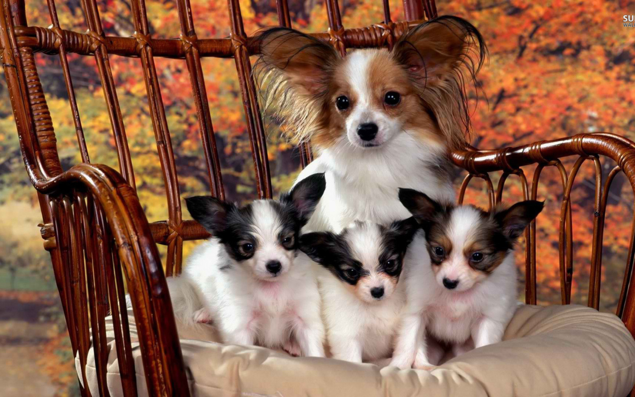 French dog Papillon with puppies