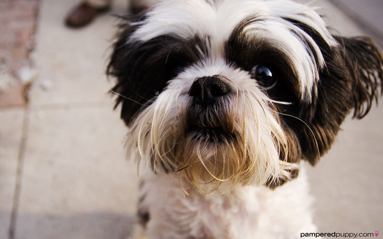 Испуганный взгляд шитцу