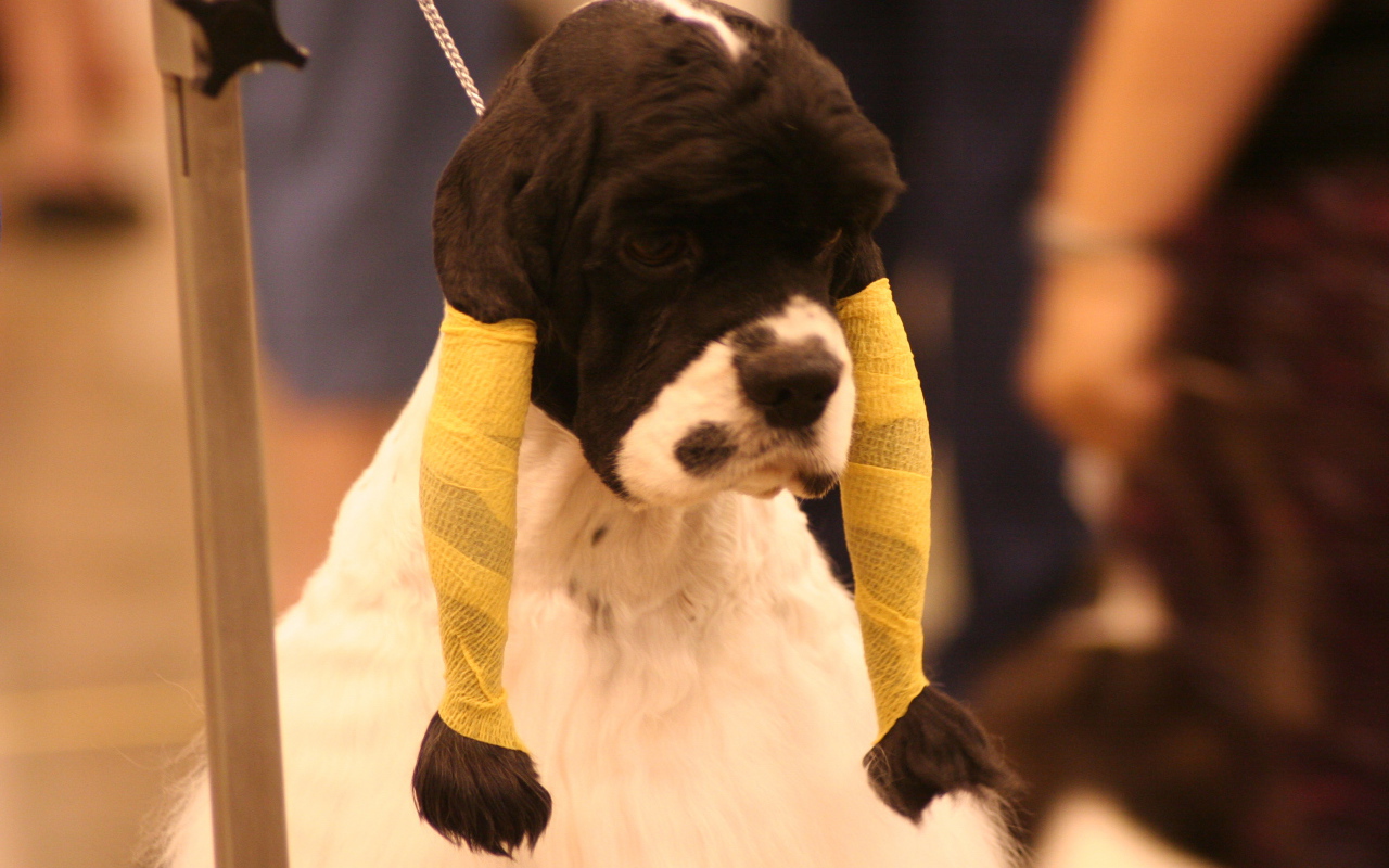 Забавная прическа американского кокер спаниеля