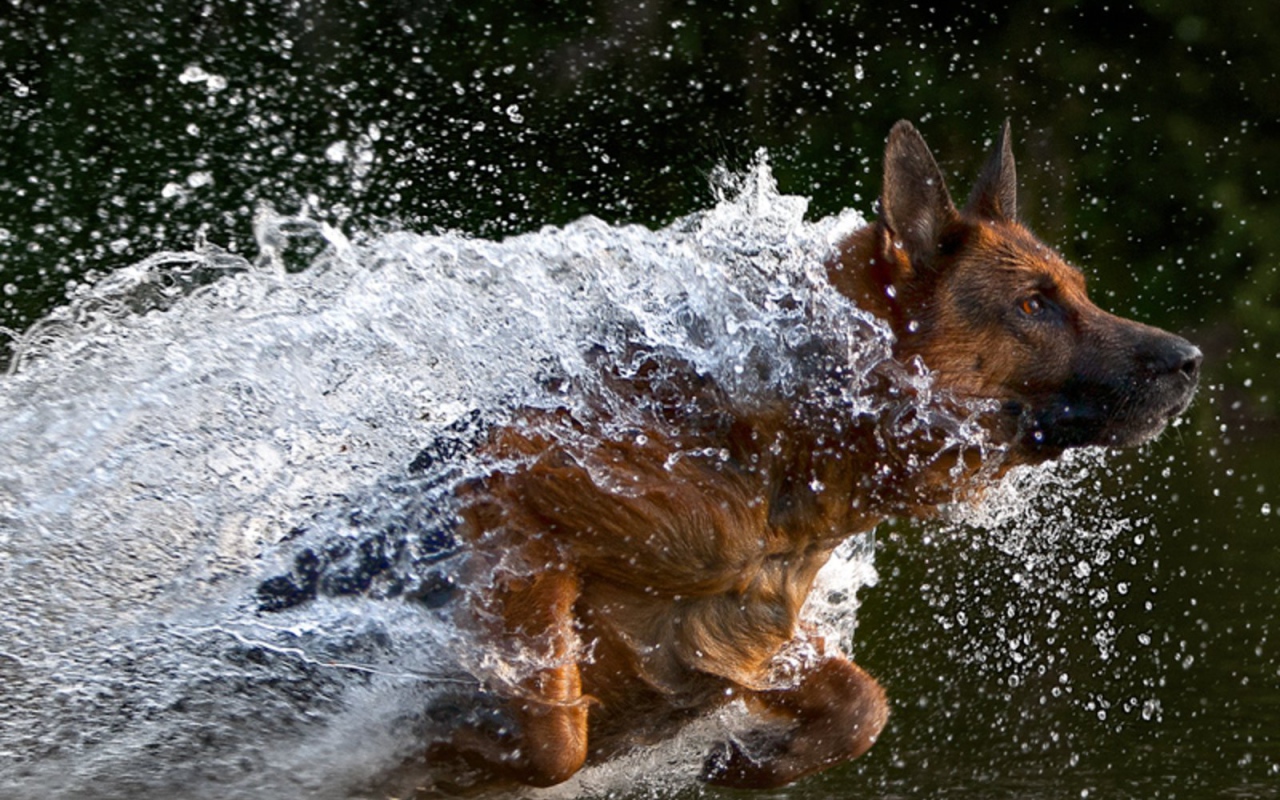 Немецкая овчарка бежит в воде