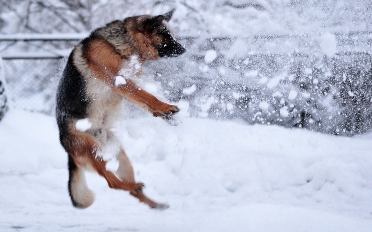 Немецкая овчарка ловит снежки
