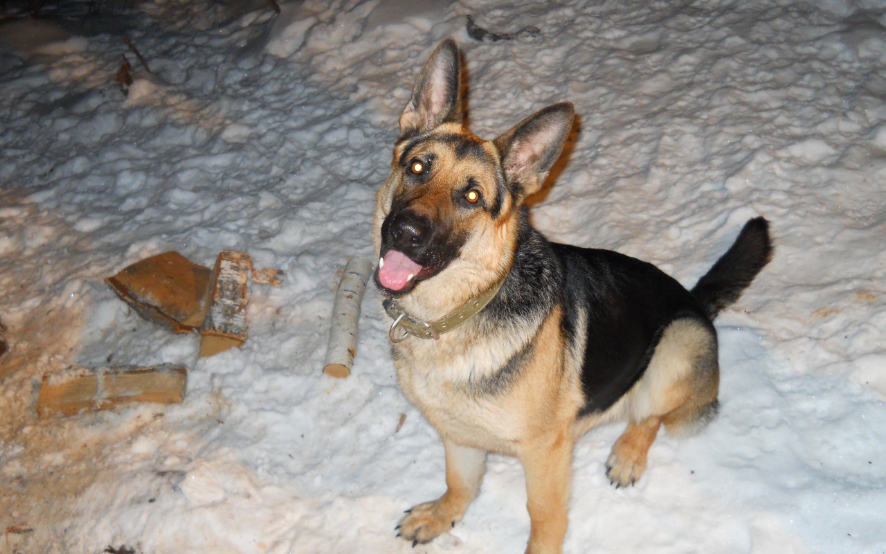 Немецкая овчарка с горящими глазами