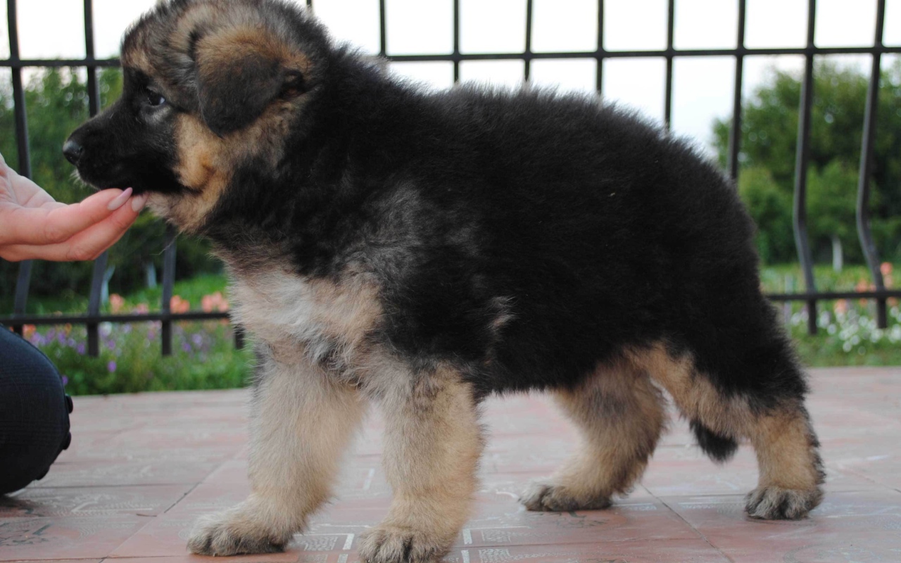 Щенок немецкой овчарки