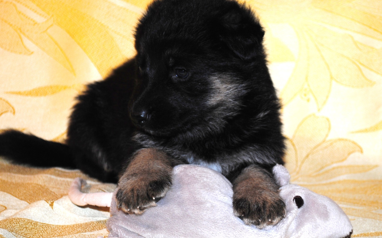 German Shepherd puppy in black