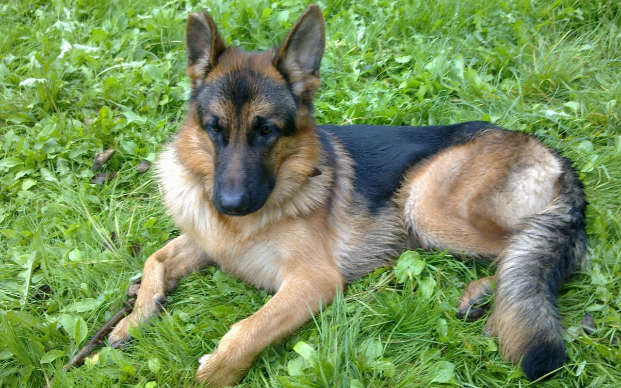 Немецкая овчарка отдыхает на траве