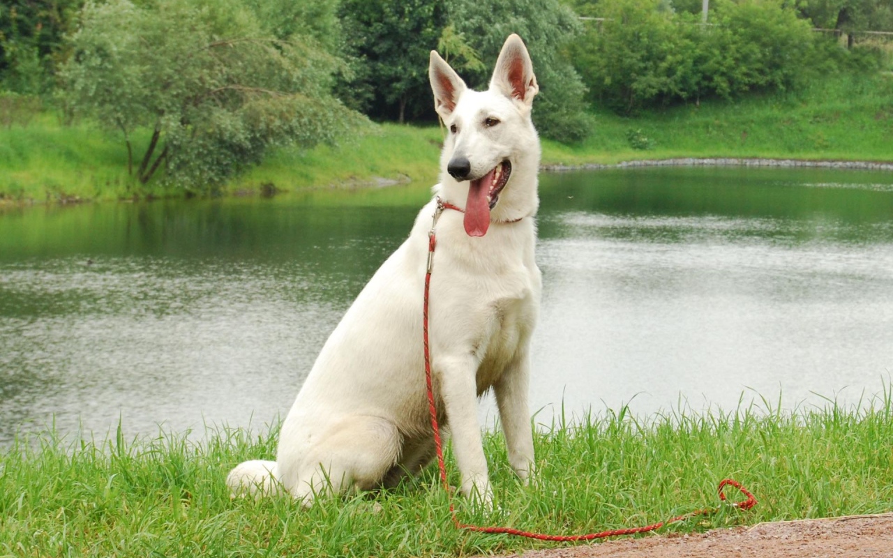 Немецкая овчарка белого цвета