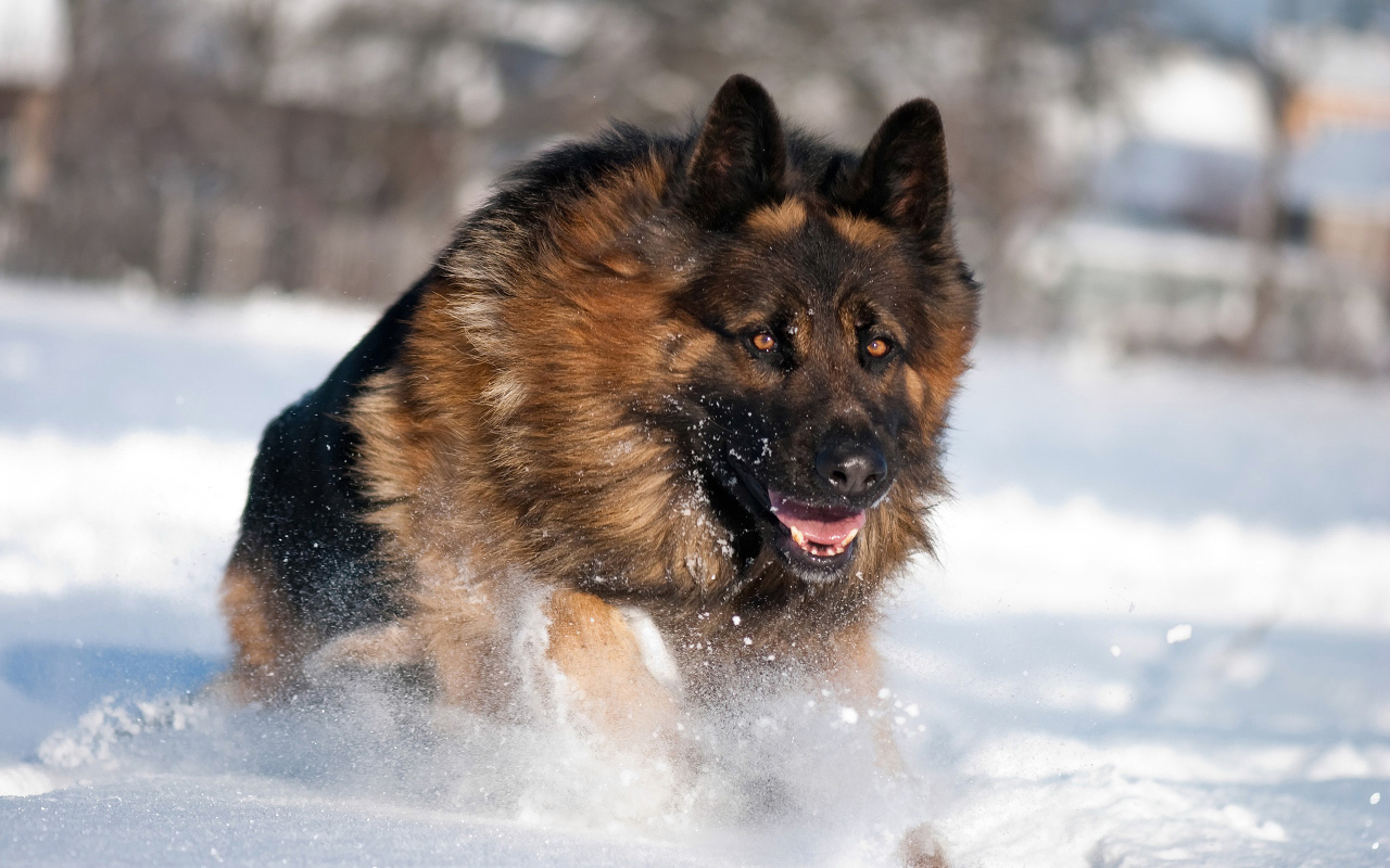 German shepherd running in the snow