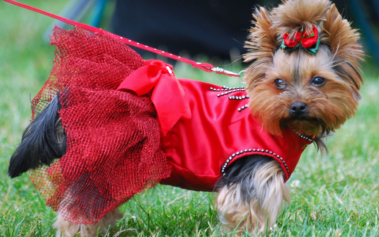 Девочка йоркширский терьер