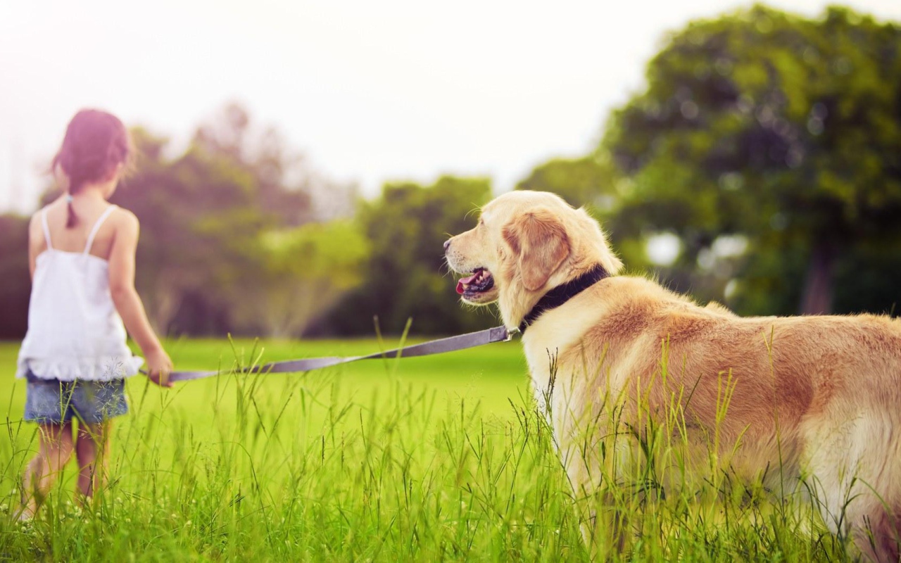 Девочка с золотым ретривером