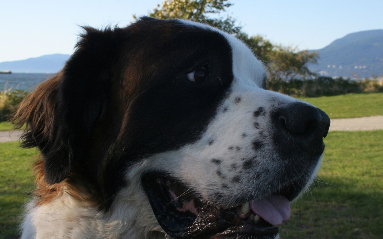 Довольный пес сенбернар