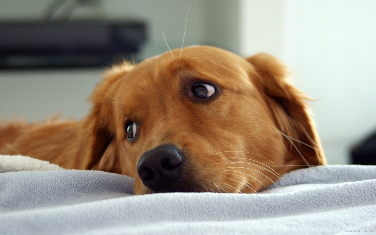 Золотой ретривер в кровати