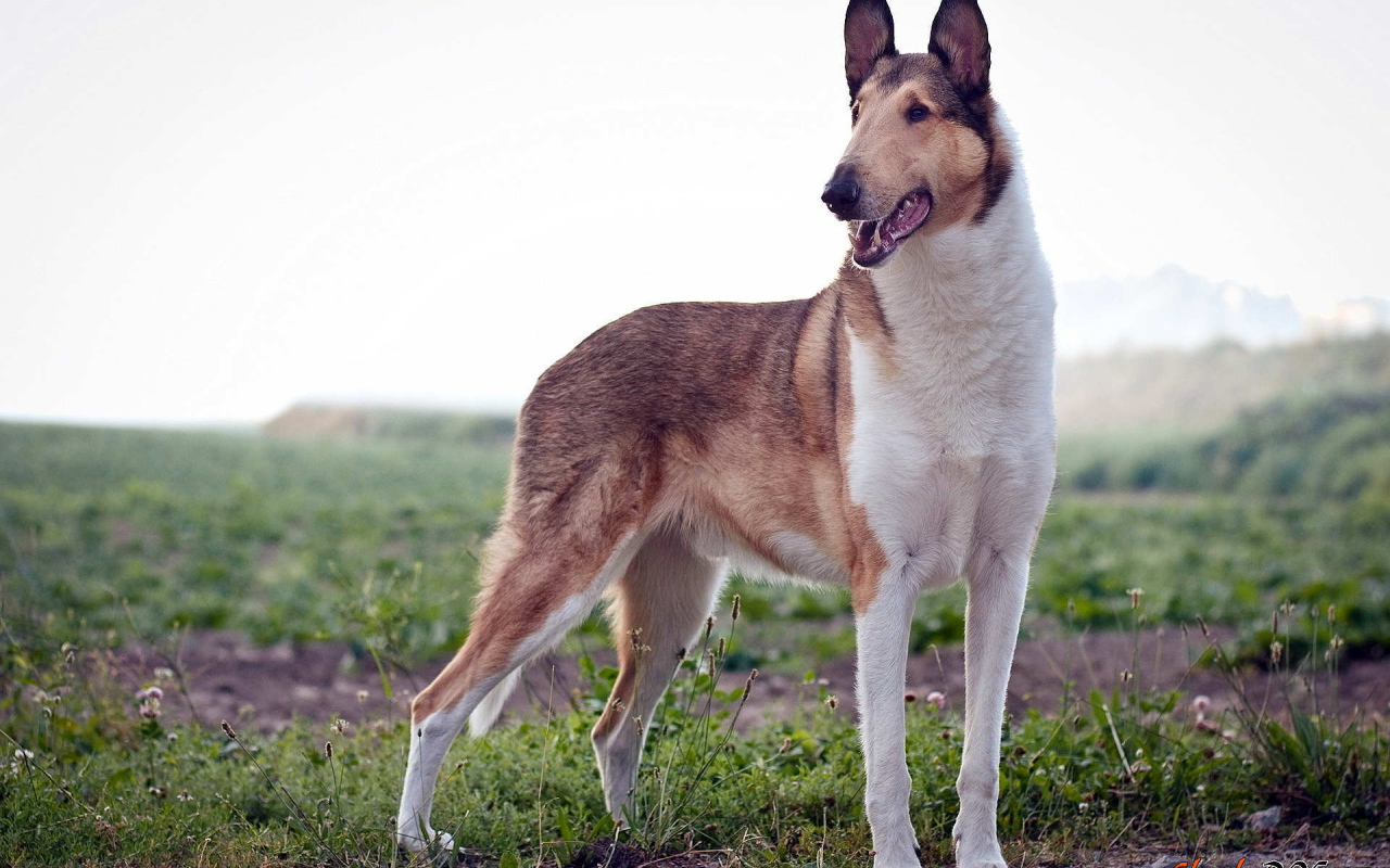 Короткошерстная собака колли