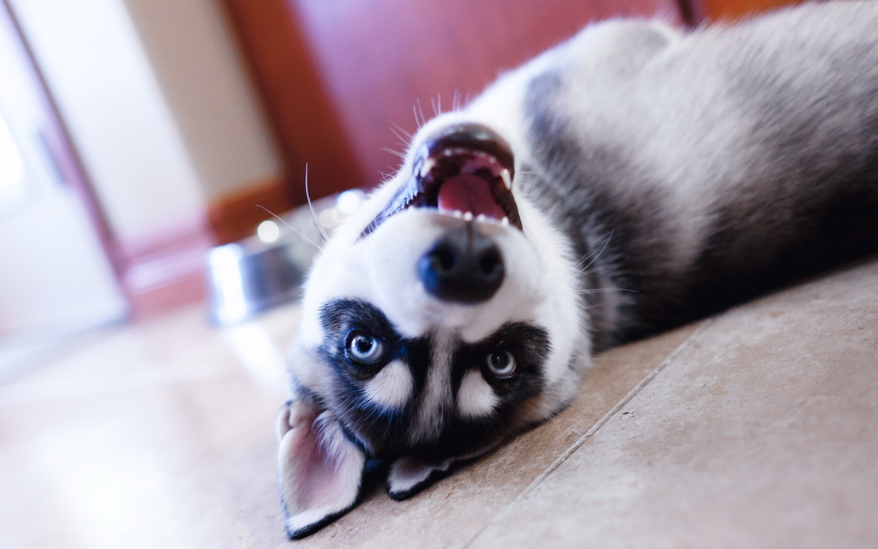 Хаски лежит на полу