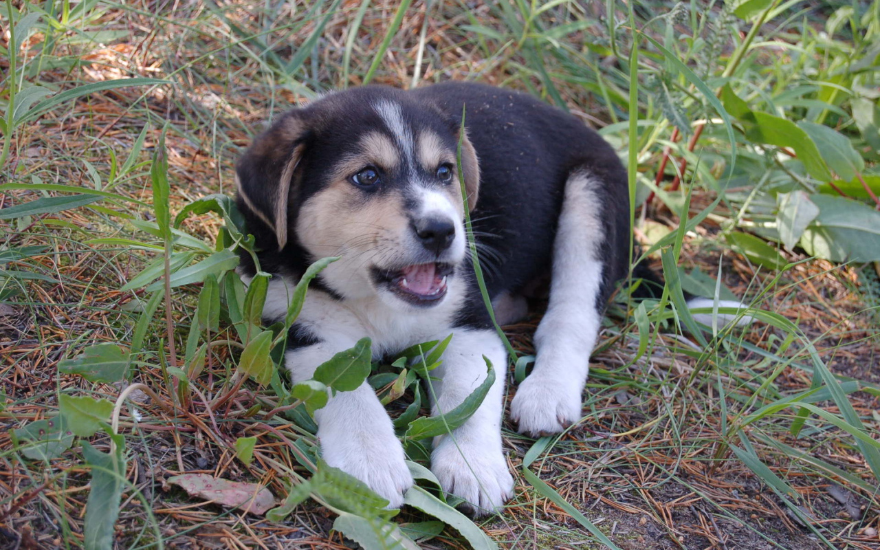 Щенок лайки в траве