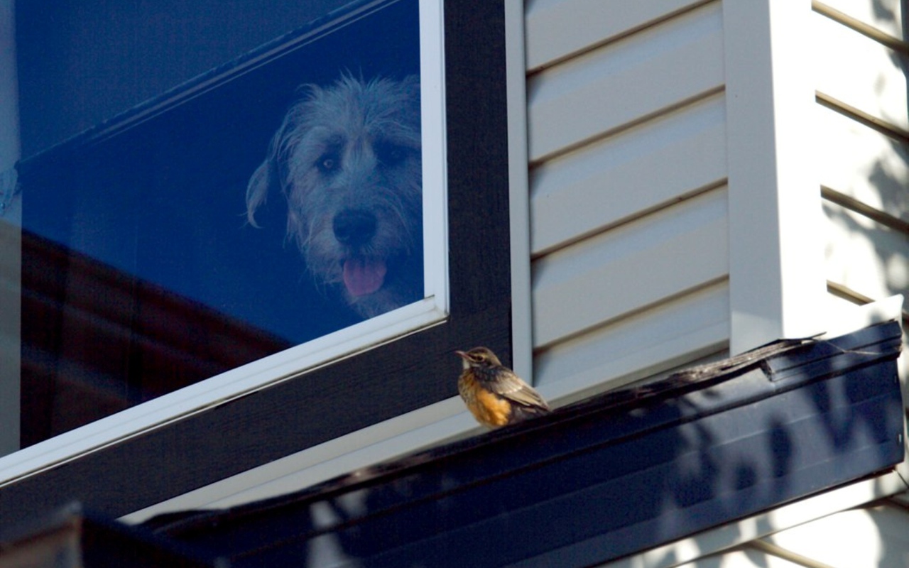 Ирландский волкодав смотрит из окна